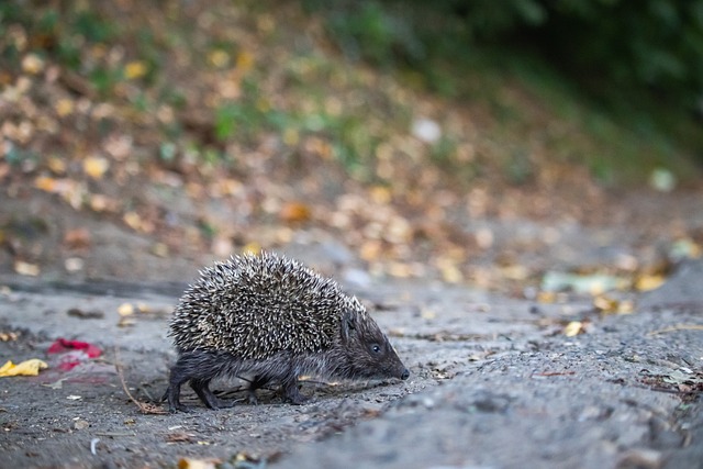 城的比赛虽 城的比赛虽